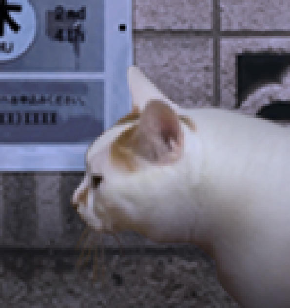 翌日猫之怪奇谭游戏官方版下载-翌日猫之怪奇谭安卓版下载